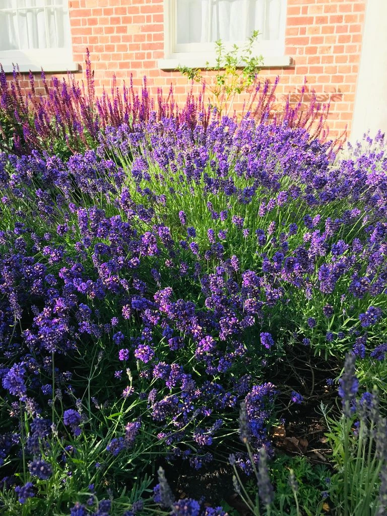 Medicinal herb specimen beds with Latin-name labels
