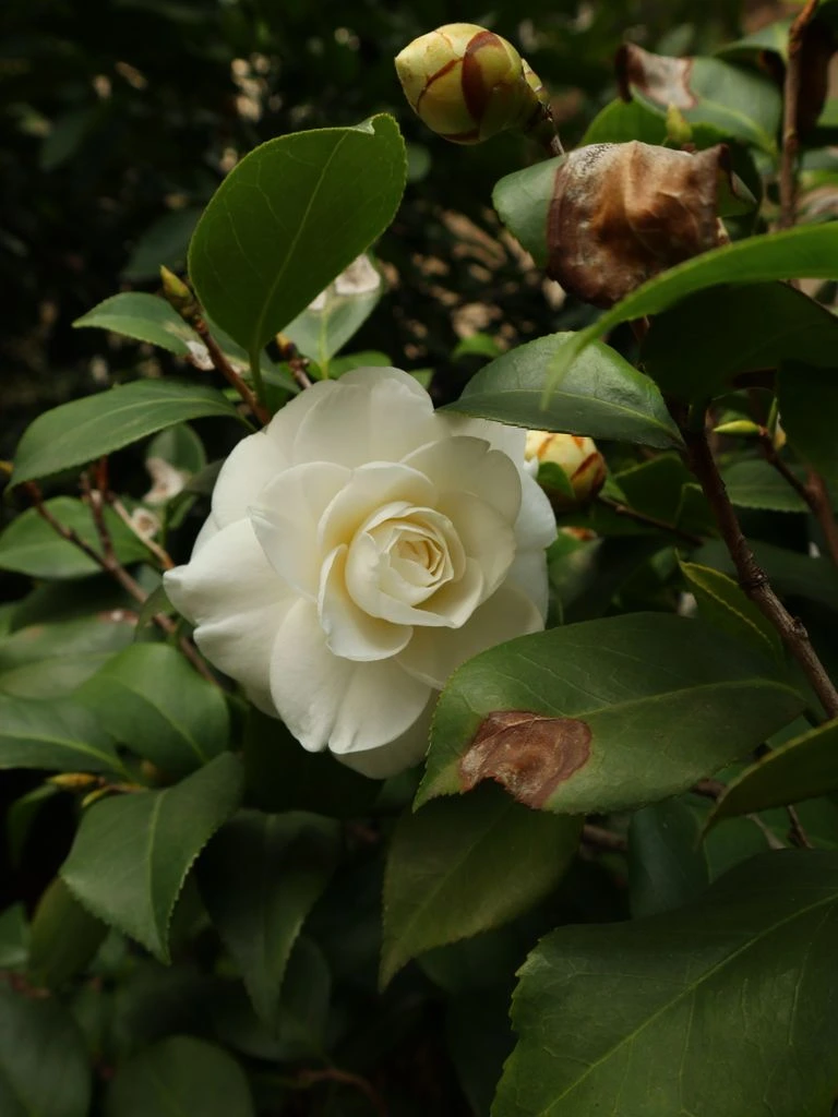 Camellia japonica Hagoromo in bloom at the tea terraces